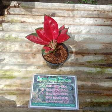 Aglonema Suksom Thailand Dewasa