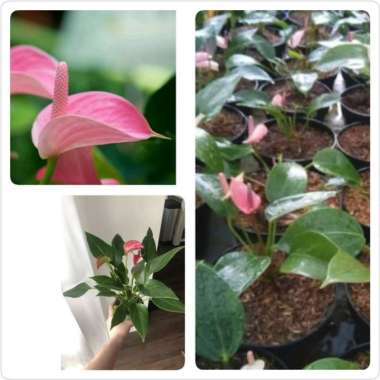 Tanaman Hias Bunga Anthurium Mini Pink