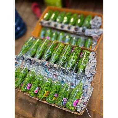 Anggrek botolan dendrobium paket Random ( Mix random )