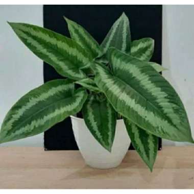 Promo !!! Homalomena sulcata homalomena belang