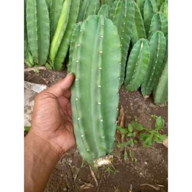 KAKTUS KOBOI TANPA DURI