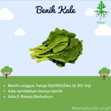 BIBIT, BENIH, BIJI KALE/KAILAN