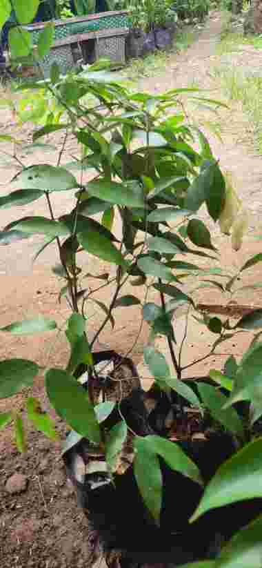 Hemat Bibit Tanaman Nagasari Kualitas Unggul - Siap Tanam