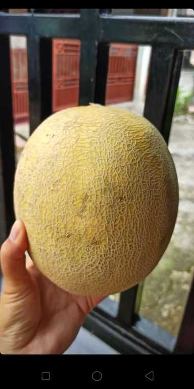 MELON MADU SUPER 1 KG