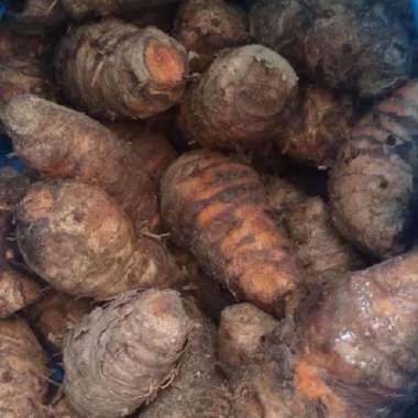 BIANG INDUK KUNYIT 1 KG