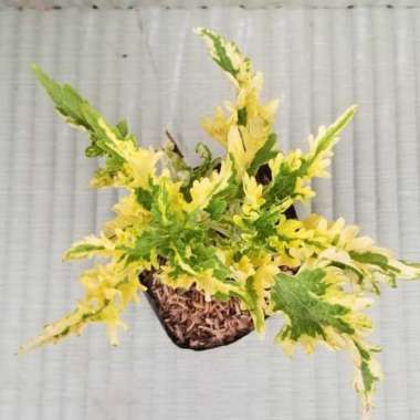 Promo.. Tanaman hias miana kuning - miana kuning - tanaman miana