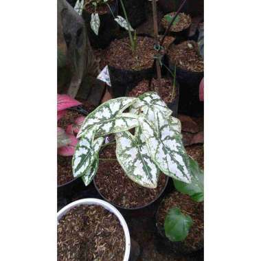 PROMOO.. Keladi Liliput / keladi mutiara liliput