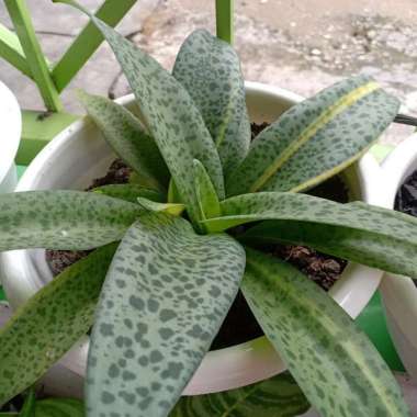 Promo.. Tanaman Hias Bunga Drimiopsis | Lidah Katak