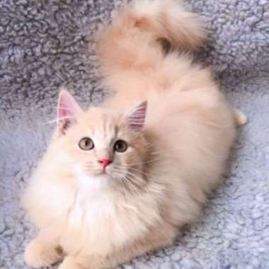 Kucing Persia Mix Mainecoon Bergaransi