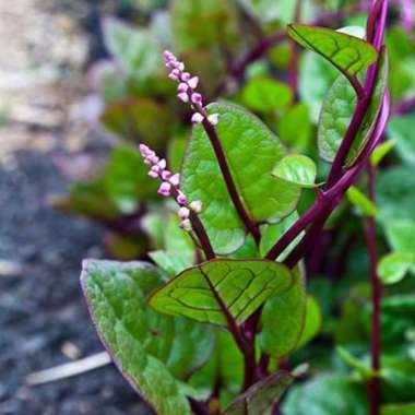 Tanaman Binahong Merah ( Gendola )