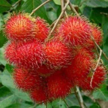 Bibit rambutan binjai sweet | Tanaman Buah Rambutan cepat berbuah