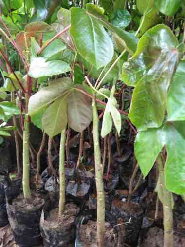 Bibit Tanaman Jarak Wulung - Jarak Ungu