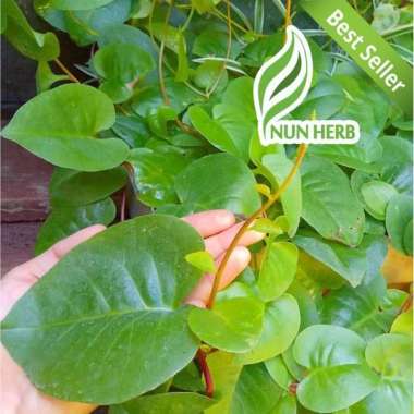 Bibit Binahong Hijau / Tanaman Herbal Binahong