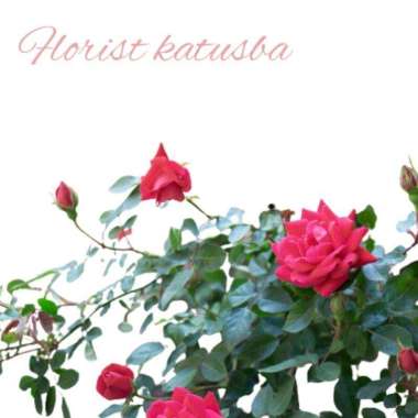 Mawar Import David Austin