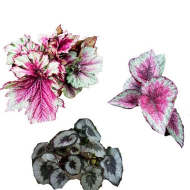 Paket 3 Tanaman Begonia