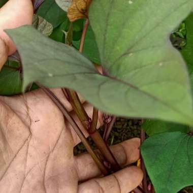 jual daun ubi jalar ungu fresh+ bonus steknya