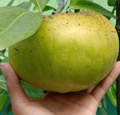 BIBIT BLACK SAPOTE GIANT UNGGUL VAILID