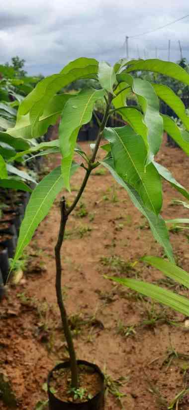 Bibit mangga mahatir okulasi tunas bibit