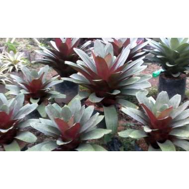 Tanaman Hias Bromelia Giant - Plantstara M