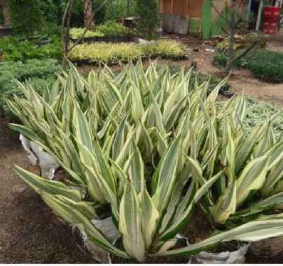 pohon agave putih