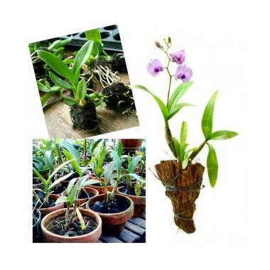 Gugus Gardenia Tanaman Anggrek Dendrobium