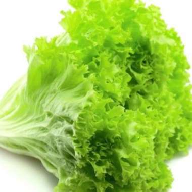 Bibit Unggul Selada Green Coral | Benih Selada Green Coral