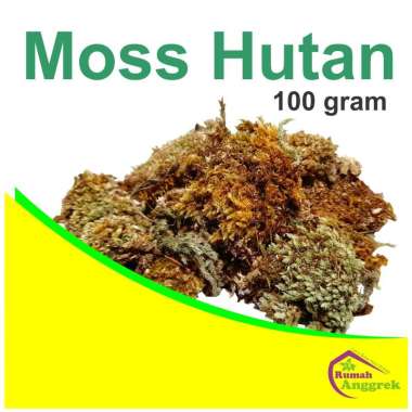 Media Tanam Moss Hutan 100 gram spagnum spaghnum sphagnum putih lumut hijau kering anggrek tanduk ru