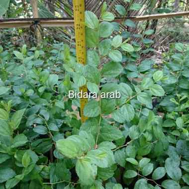agen bibit pohon bidara arab Yaman ruqyah
