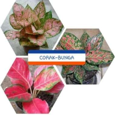 tanaman hias aglonema/paket 3 jenis aglonema venus valentin kocin