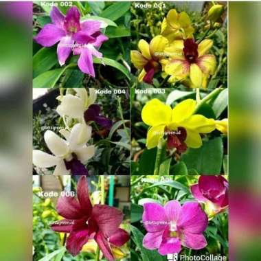 tanaman hias anggrek dendrobium - anggrek dendrubium - pohon anggrek