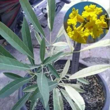 jual Bibit Tanaman Tabebuya Kuning - Pohon Tabebuya Kuning