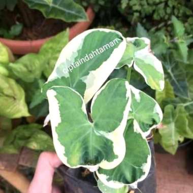 Tanaman Keladi kantong Semar | keladi Varigata | variegatha