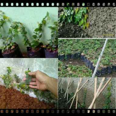 paket khusus 20 tanaman hias dolar kecil