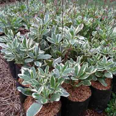 paket 10 tanaman hias gingseng - 10 pohon gingseng