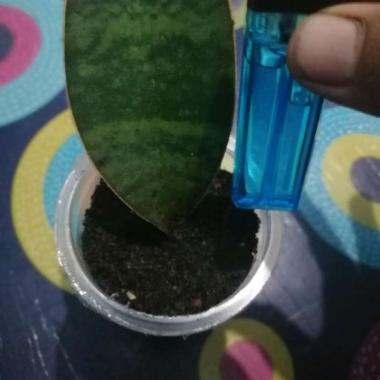 Tanaman Sensiveira Centong - Baby Sensiveira Centong - Tanaman Unik