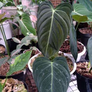 tanaman hias philodendron melanochrysum verrucosum