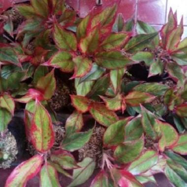 Tanaman Hias Aglaonema Lipstik