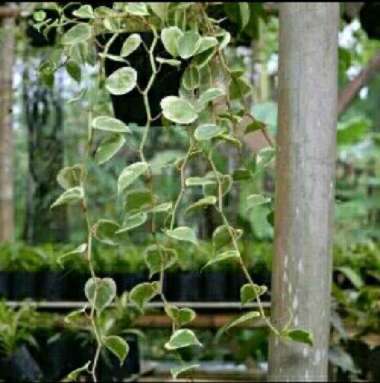 Tanaman Hias Gantung pot Teplan Pohon Teplan gantung