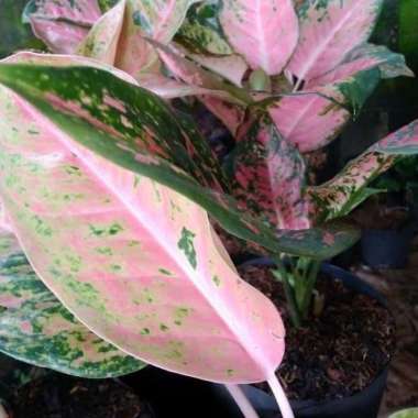 Tanaman Hias Aglaonema Big Roy Bigroi aglonema