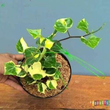 tanaman hias gantung ivy varigata - tanaman hias ivi - ivy varigata