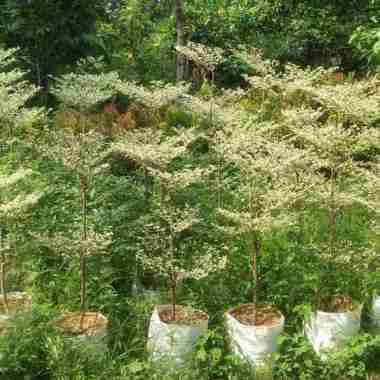 Pohon Ketapang Kencana Variegata