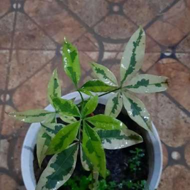 pachira aquatica variegata tanaman