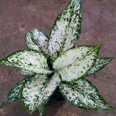 tanaman hias aglonema snow wait/ aglonema salju