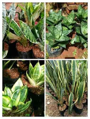 tanaman sensivera lidah mertua paket