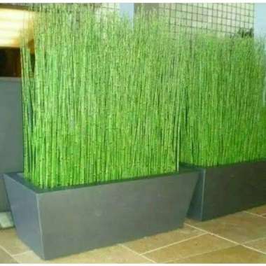 tanaman air / jual bambu air / tanaman hias bambu air