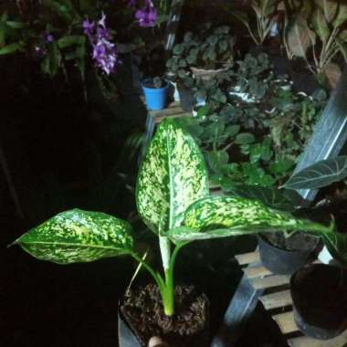 Promo COD !!! Aglonema Snow White / Putri Salju Remaja daun 2-3