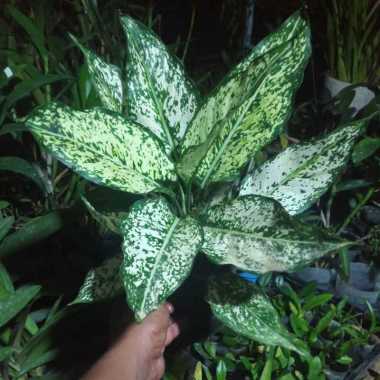 Promo COD !!! Aglonema Snow White / Putri Salju Indukan daun 7-12