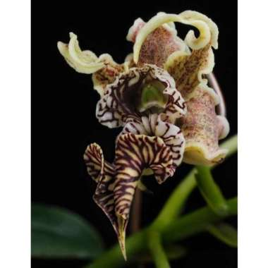 seedling anggrek dendrobium spectabile