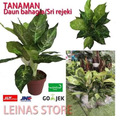 TANAMAN POT ARTIFICIAL SRI REJEKI/DAUN BAHAGIA