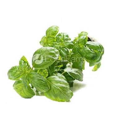 Sayur Daun Basil Segar 1/4 Kg - 250 Gram